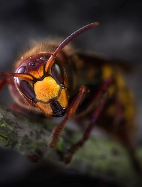 Insect Bites & Stings