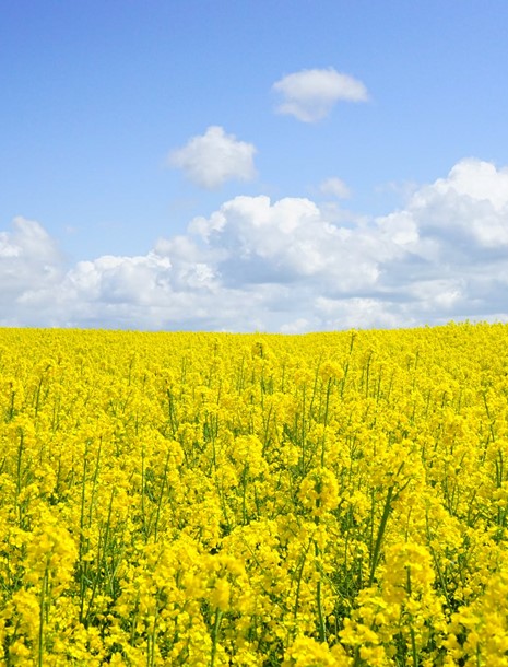 Hayfever